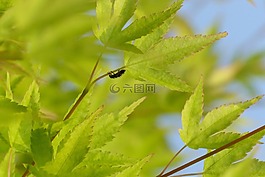楓樹,新綠,春天