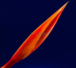 開花,花,紅色