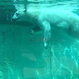 北極熊,動(dòng)物園,坦克