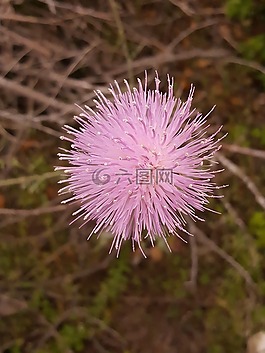 花,粉紅色,thistleweed