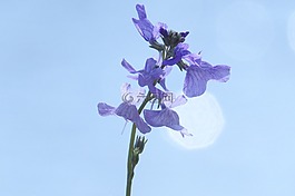 nuttallanthus 黃花,春天,鮮花