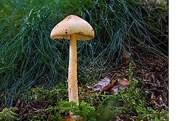 蘑菇,森林蘑菇,淺黃色