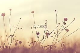 盛開,開花,植物區(qū)系