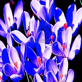 紫,植物群,花