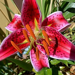 百合,紅色,粉紅色