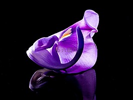 開花,花,紫