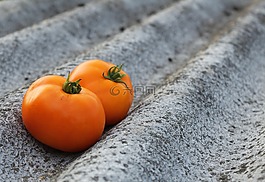 西紅柿,蔬菜,收獲