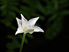 花,白,野花
