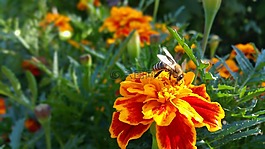 花,蜜蜂,大自然