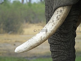 象,对牙,象牙