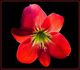 開花,花,紅色