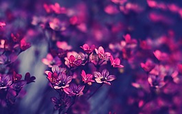 盛開,開花,特寫