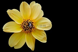 嬌琴紗,黃色,花園
