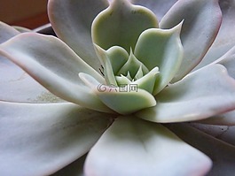 多汁,厂,厚的板材温室