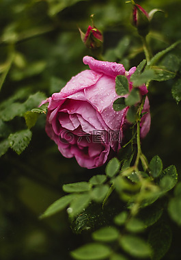 盛開,開花,露水