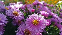 大自然,花,春天