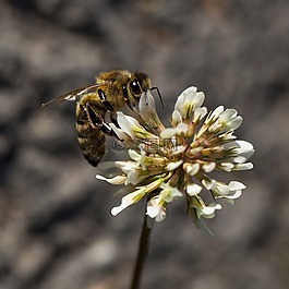 蜜蜂,白三葉草,詳細(xì)