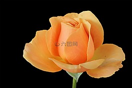 玫瑰,开花,玫瑰花园
