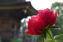 牡丹,鮮花,春天