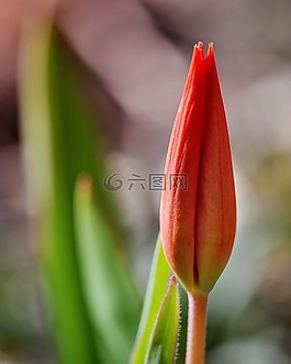 郁金香,關(guān)閉,開(kāi)花