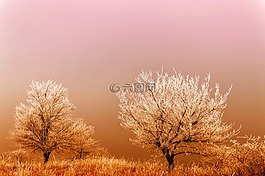 冬天,日出,霜