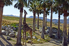 長頸鹿,動物,野生動物
