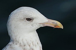 青鱼鸥,拉鲁斯弓,laridae