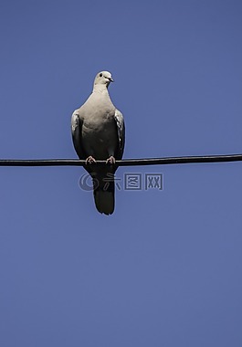 鴿子,鳥類,天空