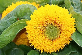 太陽花,向日葵,復(fù)合材料