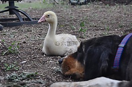狗,鵝,小鵝