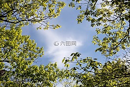 云,葉子,自然