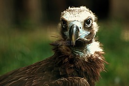 動物,動物攝影,鳥