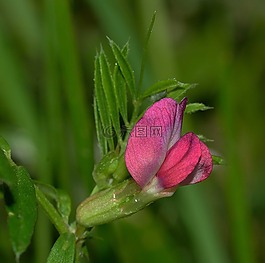 性質(zhì),植物區(qū)系,花