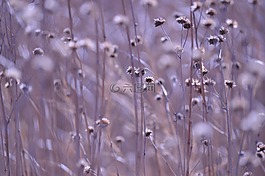 氣氛,鮮花,干