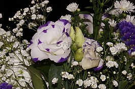 花,植物,花香