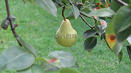 梨,樹,性質