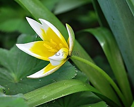 明星郁金香,花,廠