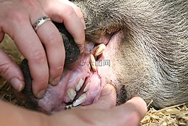動(dòng)物,咸肉,大
