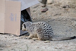 獴,哺乳動物,動物