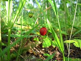 野草莓,野生漿果,植物