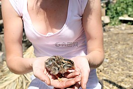 動(dòng)物,有吸引力,鳥(niǎo)嘴