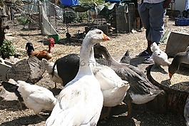 動(dòng)物,咸肉,大