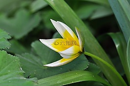 郁金香,明星郁金香,花