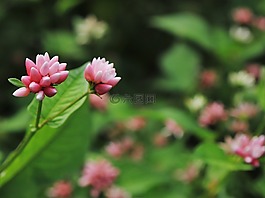 鮮花,粉紅色,葉