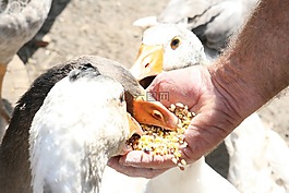 動(dòng)物,大,鳥