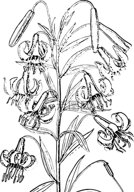 百合,花,花的