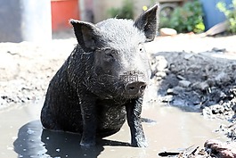 動(dòng)物,咸肉,大