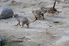 獴,哺乳動物,動物