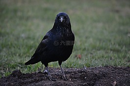 動物,鳥,烏鴉