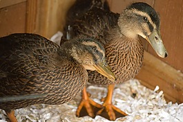 鴨子,動物,鳥